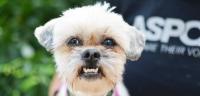 Dog Detection project thumbnail