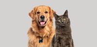 Dod Cat Segmentation project thumbnail