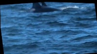 orcas_sea_lions project thumbnail