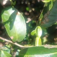 disease-pest-damage-public project thumbnail