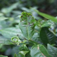 disease-pest-damage-resplit project thumbnail