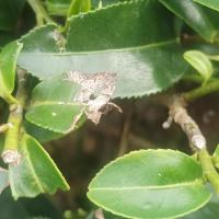 disease-pest-damage-mosaic project thumbnail