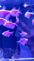 fish-fish project thumbnail