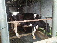 sapi project thumbnail