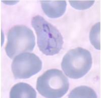 P. vivax project thumbnail