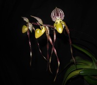 orchidvision100 project thumbnail