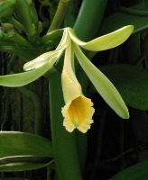 orchidyolov5 project thumbnail