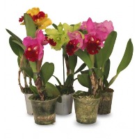 yolo-orchid project thumbnail