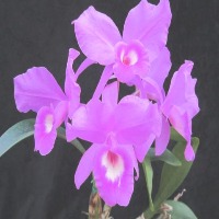 orchid-vision project thumbnail