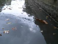 leaf_detection project thumbnail