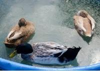 duck-track project thumbnail