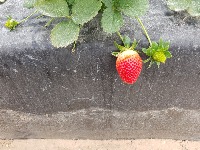 Detecting Strawberries project thumbnail