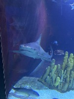 aquarium-data-cots project thumbnail