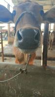 Moncong Sapi project thumbnail