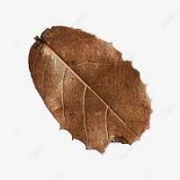 ิbutterfly flower leaf project thumbnail