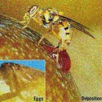 pest project thumbnail