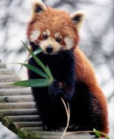 Pandas project thumbnail