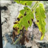 plant leaf project thumbnail