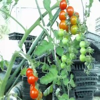 TomatoHarv_den1 project thumbnail