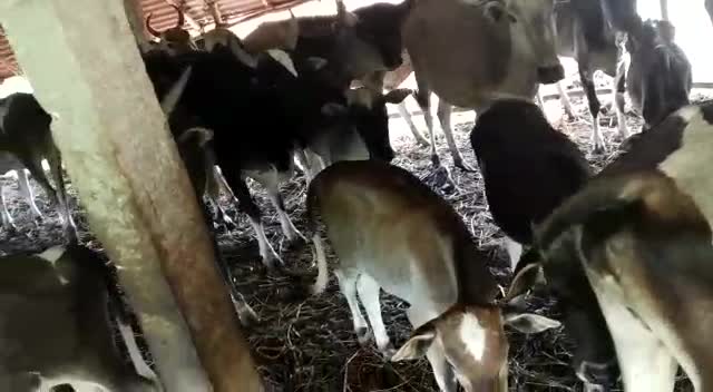 Cow Db cow Classification Dataset by Ganeshas Workspace
