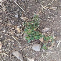 weed detection project thumbnail