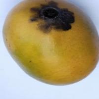 Mango project thumbnail