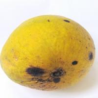 detection project thumbnail