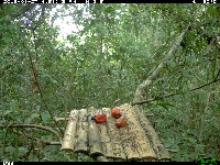 Animais project thumbnail