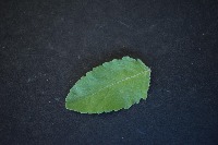 Basil project thumbnail