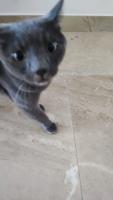 friend cats project thumbnail