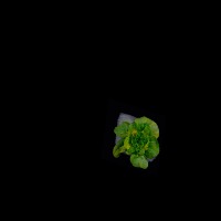 lettucenutrientdeficiency(n) project thumbnail