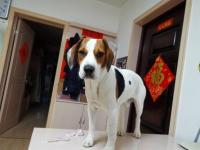 cat-dog project thumbnail