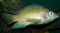 Fish project thumbnail