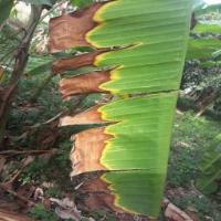 banana fusarium disease project thumbnail