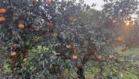Orange Yield Detection project thumbnail