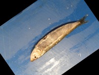 FIshishishi project thumbnail