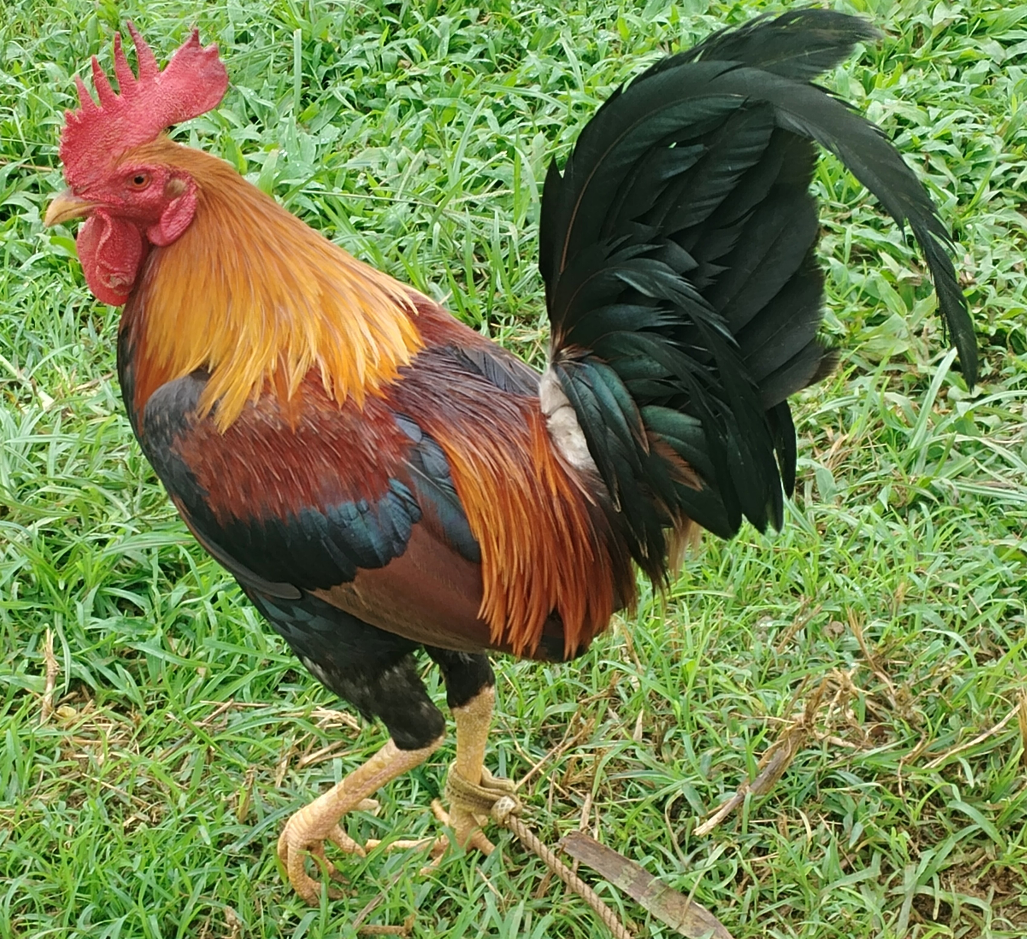 (TEST) Chicken Bloodline Identification Object Detection Dataset by ...