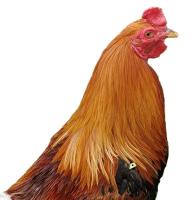 chicken-breeds project thumbnail