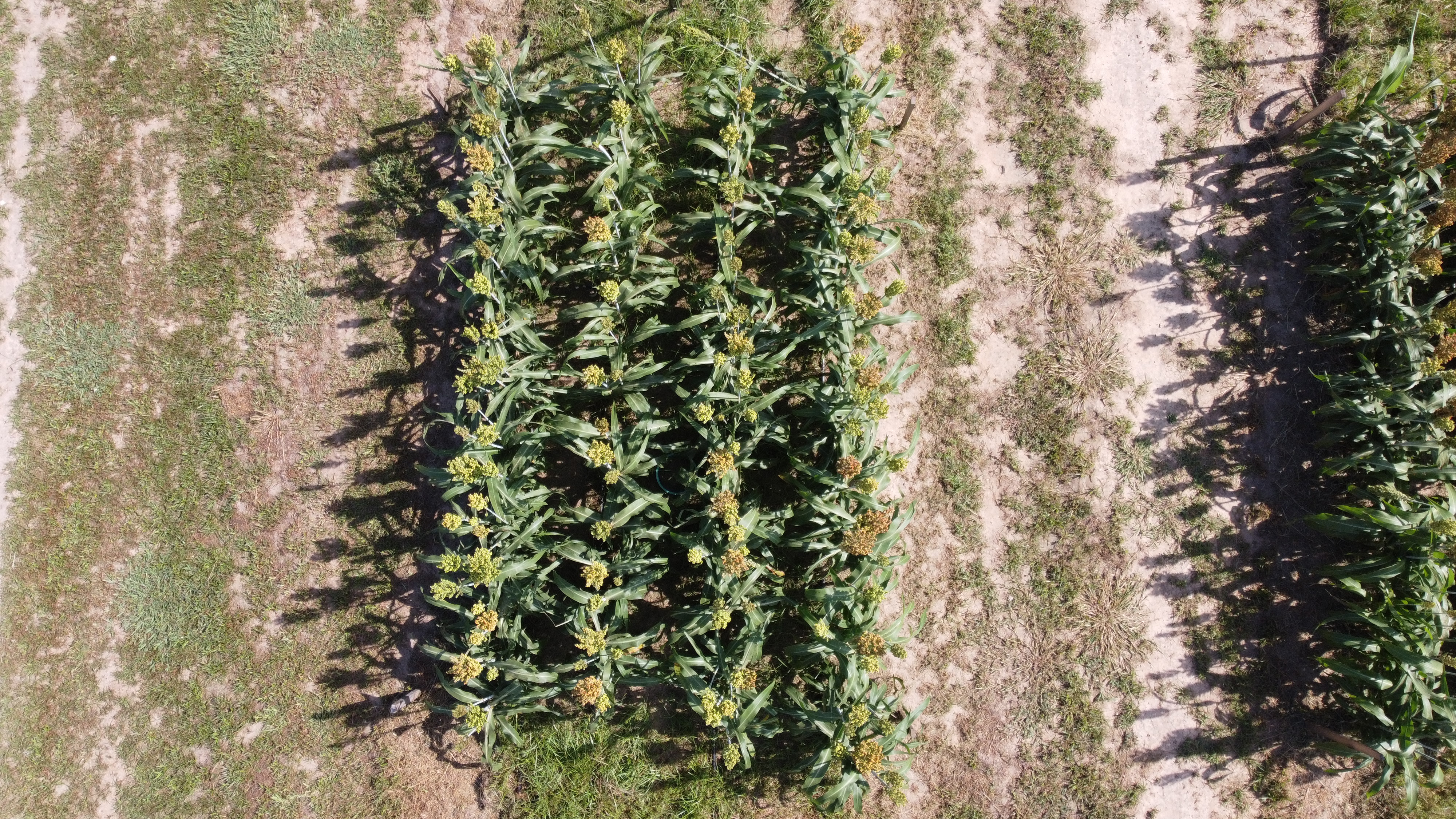 Crop Row and flower detection Object Detection Dataset by Farm Buddy