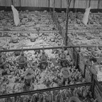 poultry detection Instance Segmentation Model by mywork