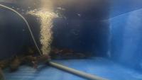 tilapia_tank_detection project thumbnail