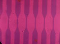 cell project thumbnail
