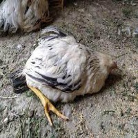 Dead chicken detector project thumbnail