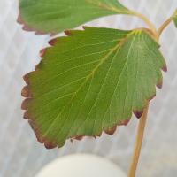 Leaf_trainning project thumbnail