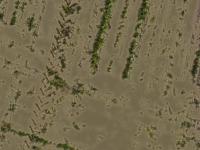 plant-weed-3-04-25-reupload project thumbnail