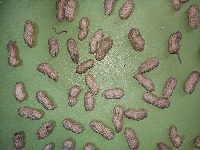 peanuts! project thumbnail