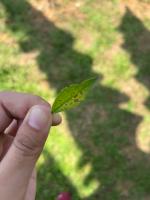 labuyoleafdisease project thumbnail