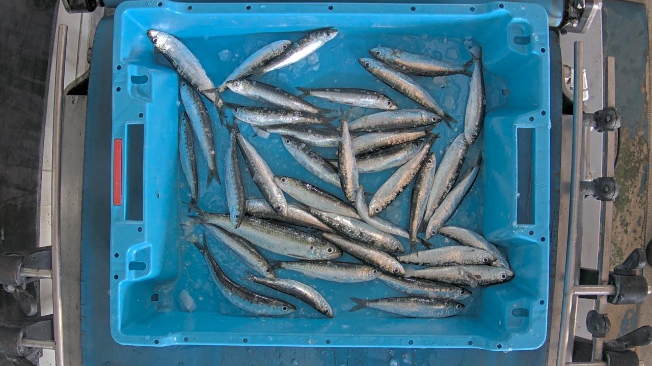 Fish dataset (fish-dataset-dxtz1) - Roboflow Universe