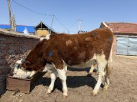 leg with udder  project thumbnail