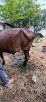Side Udder project thumbnail